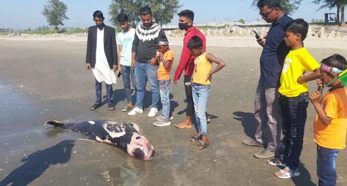 সমুদ্রসৈকতে ভেসে এলো রক্তাক্ত মৃত ডলফিন