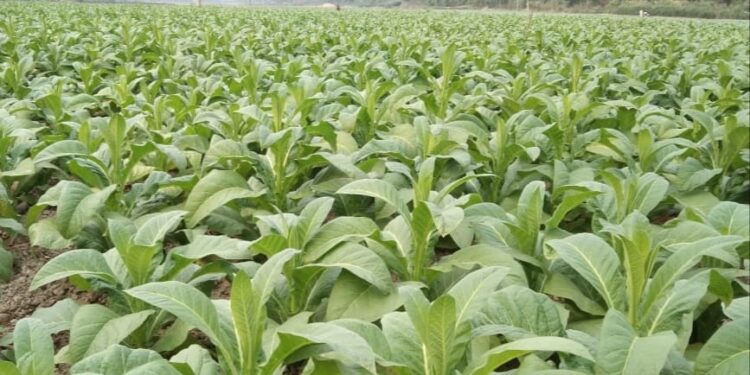 চকরিয়ায় বেড়েই চলছে তামাক আগ্রাসন