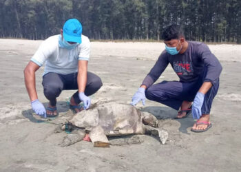 সৈকতে একদিনে ভেসে এসেছে ২৪টি মৃত মা কাছিম