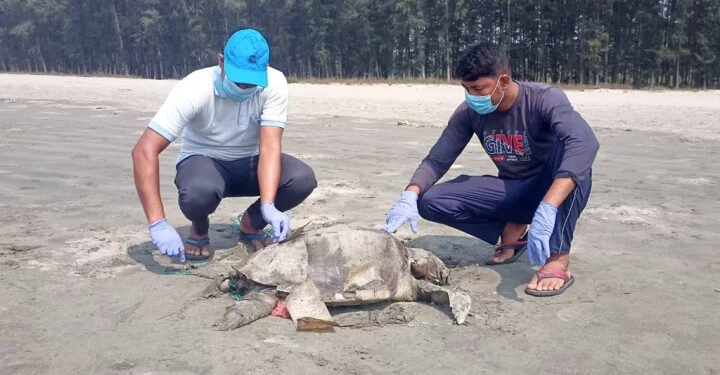 সৈকতে একদিনে ভেসে এসেছে ২৪টি মৃত মা কাছিম 1 সৈকতে একদিনে ভেসে এসেছে ২৪টি মৃত মা কাছিম