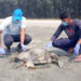 সৈকতে একদিনে ভেসে এসেছে ২৪টি মৃত মা কাছিম