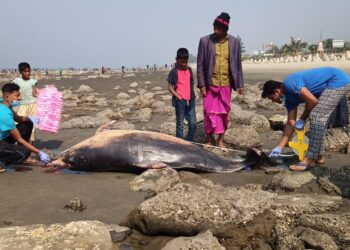 কক্সবাজারে ৩ দিনে পাঁচ সামুদ্রিক প্রাণীর মৃতদেহ উদ্ধার