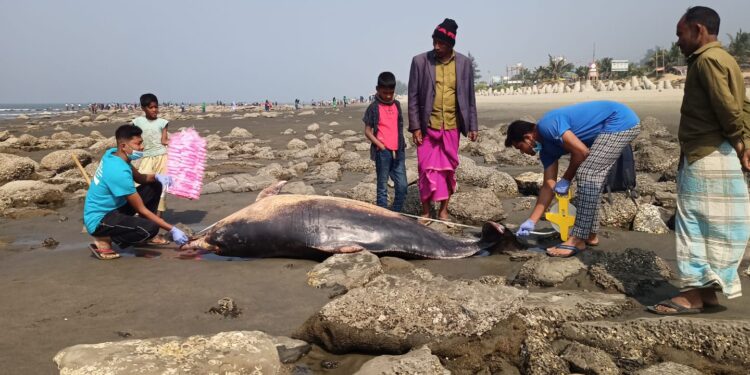 কক্সবাজারে ৩ দিনে পাঁচ সামুদ্রিক প্রাণীর মৃতদেহ উদ্ধার