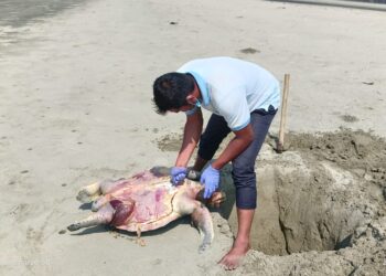 কক্সবাজার সমুদ্র উপকূল ভেসে এল ৪১ মৃত কচ্ছপ