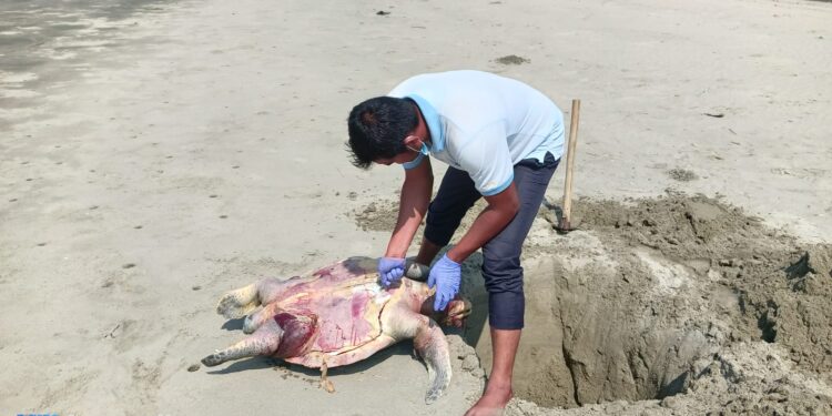 কক্সবাজার সমুদ্র উপকূল ভেসে এল ৪১ মৃত কচ্ছপ
