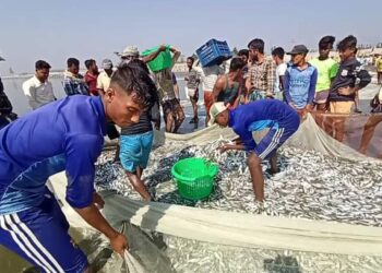 টেকনাফে জেলের জালে ধরা পড়ল ৮ লাখ টাকার মাছ