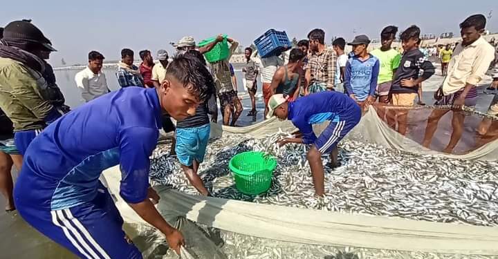টেকনাফে জেলের জালে ধরা পড়ল ৮ লাখ টাকার মাছ 1 টেকনাফে জেলের জালে ধরা পড়ল ৮ লাখ টাকার মাছ