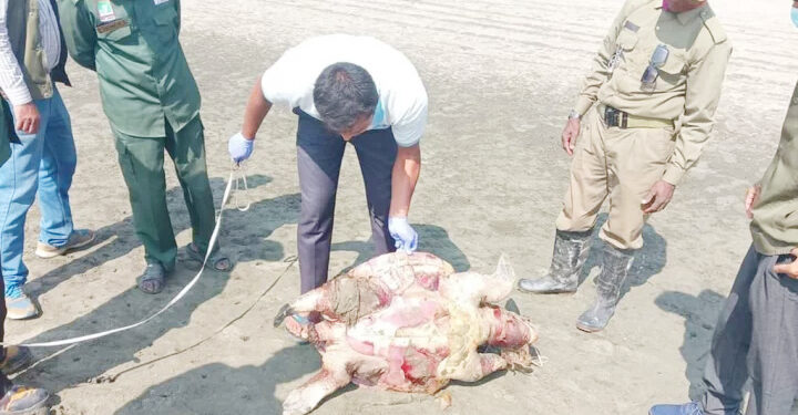 কক্সবাজার উপকূলে তিনদিনে ৬ মৃত কাছিম উদ্ধার