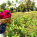 আজ ভালোবাসা দিবস, চকরিয়ার শতাধিক বাগানে গোলাপ বিক্রির ধুম 2 আজ ভালোবাসা দিবস, চকরিয়ার শতাধিক বাগানে গোলাপ বিক্রির ধুম