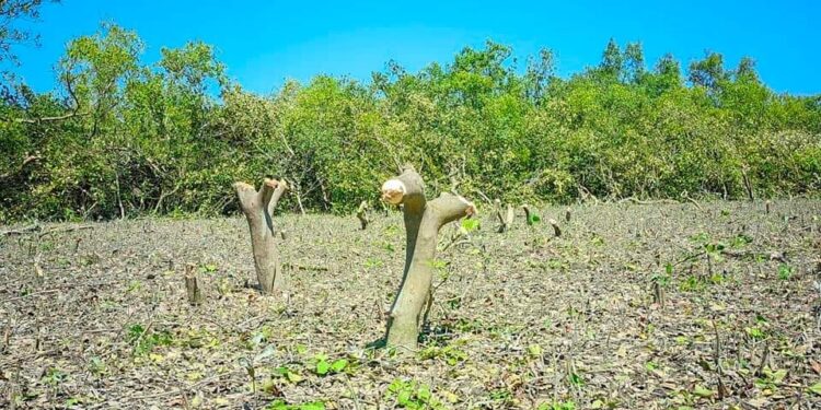 সোনাদিয়ার প্যারাবন কি রক্ষা পাবে?