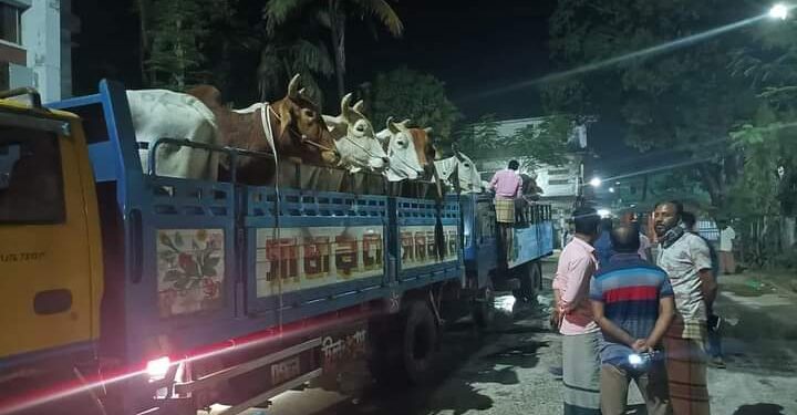 ডাকাতের কবল থেকে  ১৭ গরু উদ্ধার