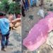 ঈদগাঁওয়ে সড়ক দুর্ঘটনায় নিহত ৫