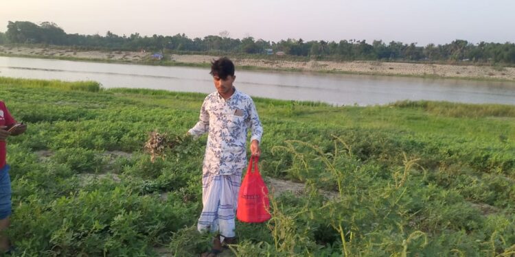 চকরিয়ায় কৃষকের ক্ষেত থেকে বাদাম চুরির অভিযোগ