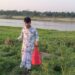 চকরিয়ায় কৃষকের ক্ষেত থেকে বাদাম চুরির অভিযোগ 2 চকরিয়ায় কৃষকের ক্ষেত থেকে বাদাম চুরির অভিযোগ