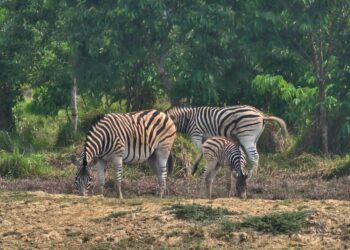 ডুলাহাজারা বঙ্গবন্ধু সাফারি পার্কে জেব্রার ঘরে এসেছে নতুন অতিথি