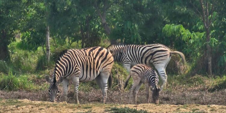 ডুলাহাজারা বঙ্গবন্ধু সাফারি পার্কে জেব্রার ঘরে এসেছে নতুন অতিথি 1 ডুলাহাজারা বঙ্গবন্ধু সাফারি পার্কে জেব্রার ঘরে এসেছে নতুন অতিথি