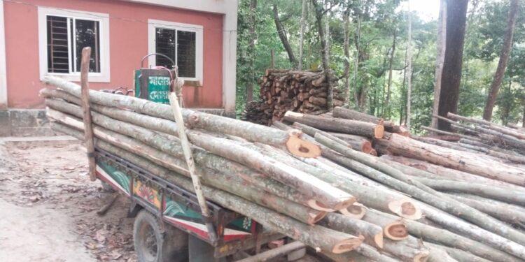 পেকুয়ায় বনবিভাগের অভিযানে ৩টি ট্রলিসহ বিপুল চিরাই কাঠ জব্দ