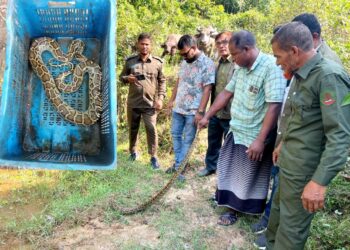 চকরিয়ায় সংরক্ষিত বনাঞ্চল লাগোয়া ধান ক্ষেত থেকে ৫ ফুট লম্বা অজগর সাপ উদ্ধার, পরে অবমুক্ত
