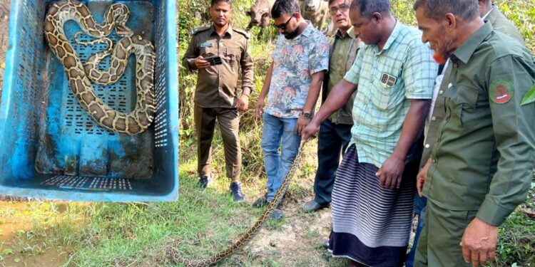 চকরিয়ায় সংরক্ষিত বনাঞ্চল লাগোয়া ধান ক্ষেত থেকে ৫ ফুট লম্বা অজগর সাপ উদ্ধার, পরে অবমুক্ত