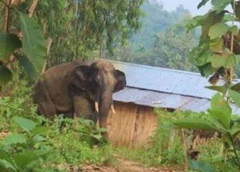 চকরিয়ায় হাতির আক্রমণে দিনমজুর নিহত