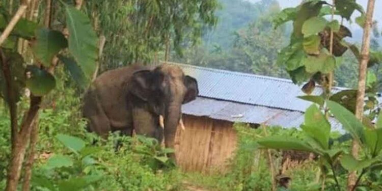চকরিয়ায় হাতির আক্রমণে দিনমজুর নিহত 1 চকরিয়ায় হাতির আক্রমণে দিনমজুর নিহত