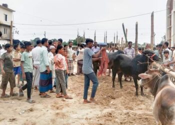 চকরিয়ায় কোরবানি ঈদ ঘিরে পশুর হাটে জমে উঠেছে জমজমাট বেচাকেনা