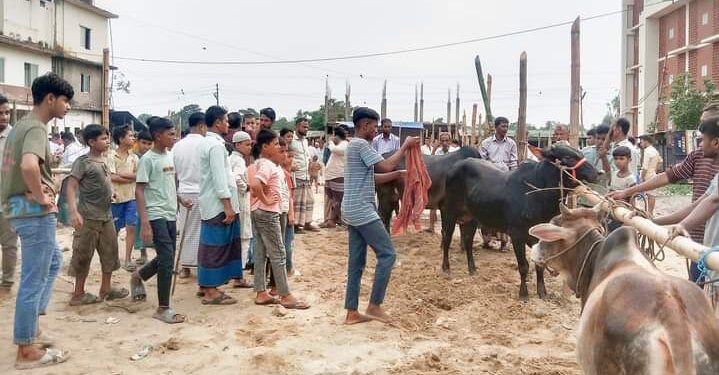 চকরিয়ায় কোরবানি ঈদ ঘিরে পশুর হাটে জমে উঠেছে জমজমাট বেচাকেনা