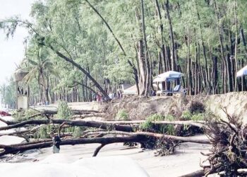 সাগর গর্ভে হারিয়ে যাচ্ছে কক্সবাজার সমুদ্র তীরের ঝাউবন
