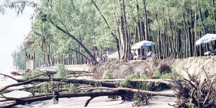 সাগর গর্ভে হারিয়ে যাচ্ছে কক্সবাজার সমুদ্র তীরের ঝাউবন