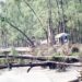 সাগর গর্ভে হারিয়ে যাচ্ছে কক্সবাজার সমুদ্র তীরের ঝাউবন