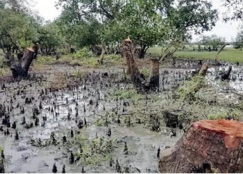 প্যারাবন নিধন করে চিংড়ী ঘের: অবশেষে মহেশখালীর ২৬ বনখেকোর বিরুদ্ধে মামলা