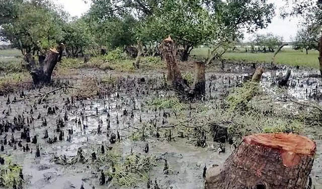 প্যারাবন নিধন করে চিংড়ী ঘের: অবশেষে মহেশখালীর ২৬ বনখেকোর বিরুদ্ধে মামলা
