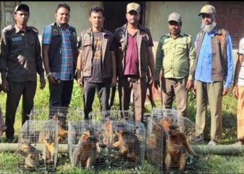 মহেশখালীতে পাচারকালে বাচ্চাসহ ১২টি হনুমান উদ্ধার