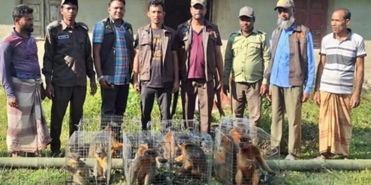 মহেশখালীতে পাচারকালে বাচ্চাসহ ১২টি হনুমান উদ্ধার 1 মহেশখালীতে পাচারকালে বাচ্চাসহ ১২টি হনুমান উদ্ধার