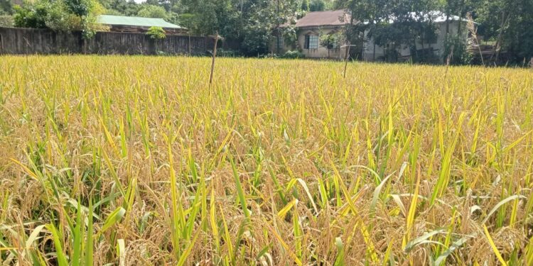 মহেশখালীতে ব্রি ধান-৯০ চাষে কৃষকের মুখে হাসি ফুটেছে 1 মহেশখালীতে ব্রি ধান-৯০ চাষে কৃষকের মুখে হাসি ফুটেছে