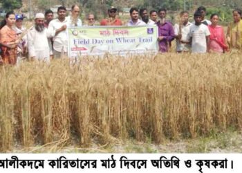 আলীকদমে গমচাষের উজ্জ্বল সম্ভাবনা