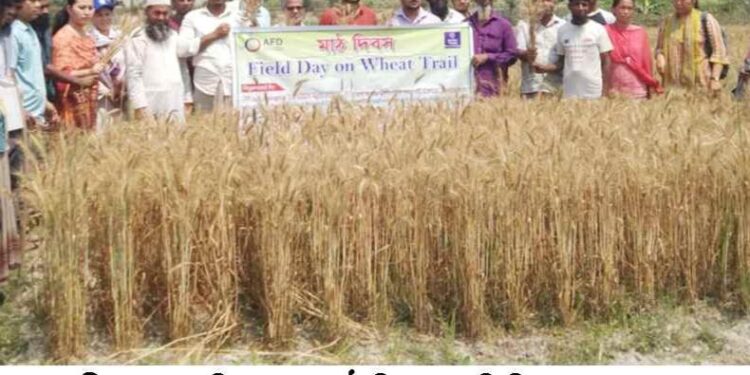 আলীকদমে গমচাষের উজ্জ্বল সম্ভাবনা 1 আলীকদমে গমচাষের উজ্জ্বল সম্ভাবনা