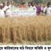 আলীকদমে গমচাষের উজ্জ্বল সম্ভাবনা 2 আলীকদমে গমচাষের উজ্জ্বল সম্ভাবনা
