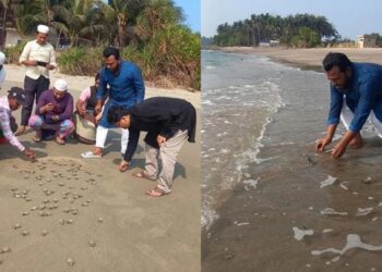 সেন্টমার্টিন সাগরে ১৮৩ কচ্ছপের বাচ্চা অবমুক্ত