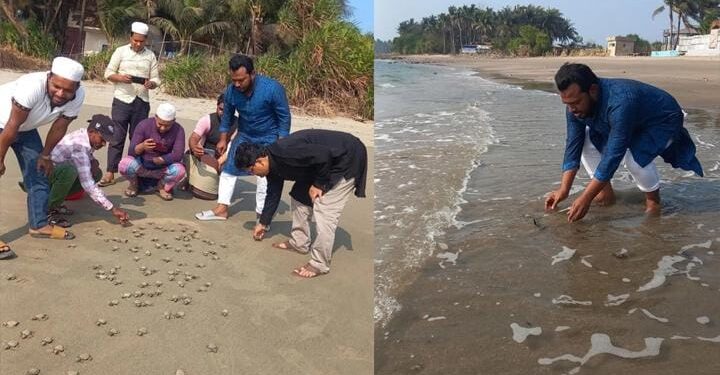 সেন্টমার্টিন সাগরে ১৮৩ কচ্ছপের বাচ্চা অবমুক্ত